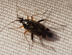 Harpocera thoracica