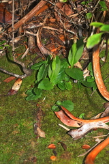 Pterostylis venosa