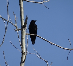 Corvus corone