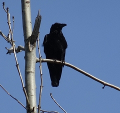 Corvus corone