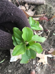 Trillium grandiflorum