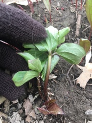 Trillium grandiflorum