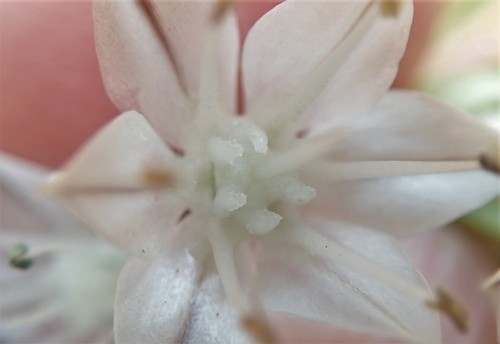 Image of Allium marvinii by (c) Millie Basden, some rights reserved (CC BY)
