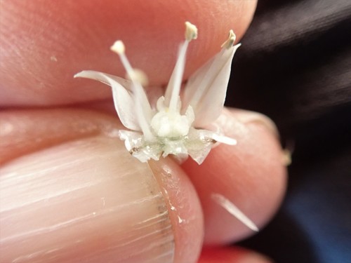 Image of Allium marvinii by (c) Millie Basden, some rights reserved (CC BY)