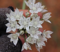 Allium marvinii