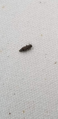 Agrilus lecontei celticola