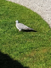 Columba palumbus