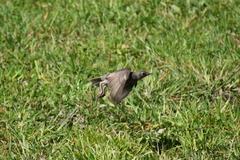 Sturnus vulgaris