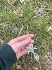 Ornithogalum boucheanum