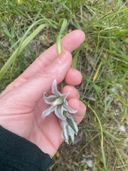 Ornithogalum boucheanum
