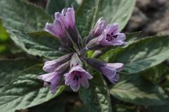 Physochlaina orientalis