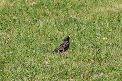 Sturnus vulgaris