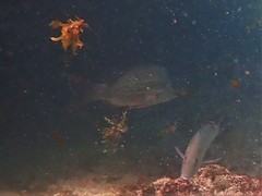 Lutjanus carponotatus
