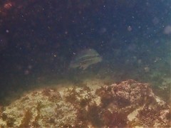 Lutjanus carponotatus