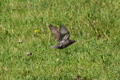 Sturnus vulgaris