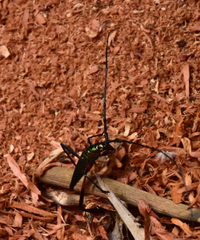 Callichroma holochlorum