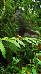 Pseudophilautus wynaadensis