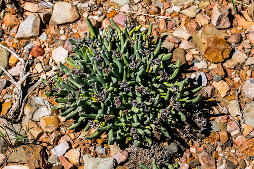 Hereroa gracilis L.Bolus 2