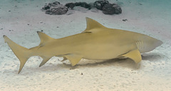 Sicklefin Lemon Shark photo 5