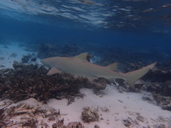 Sicklefin Lemon Shark photo 4