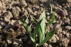 Fritillaria michailovskyi