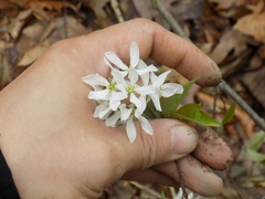 Amelanchier arborea arborea