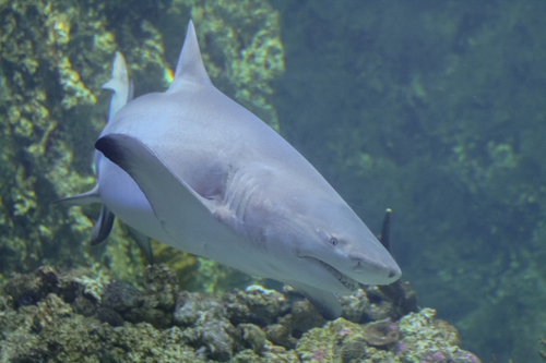 Sharptooth Lemon Shark