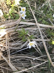 Anemonoides nemorosa