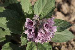 Physochlaina orientalis
