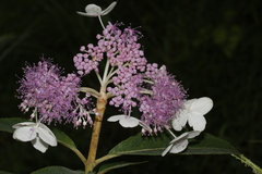 Hydrangea involucrata longifolia