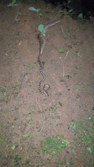 Boiga