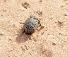 Omorgus pastillarius