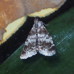 Salma ridiculalis