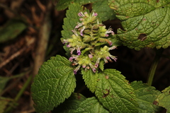 Teucrium viscidum