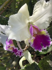 Cattleya mossiae