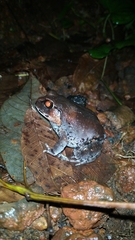 Sphaerotheca dobsonii