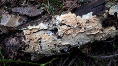 Asterodon ferruginosus