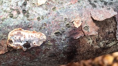 Eichleriella deglubens