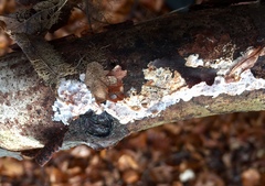 Eichleriella deglubens
