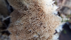 Asterodon ferruginosus