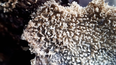 Asterodon ferruginosus