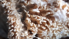 Asterodon ferruginosus