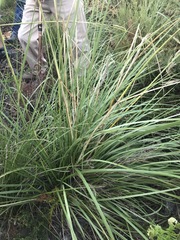 Capeochloa cincta