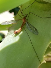 Tipula bezzii