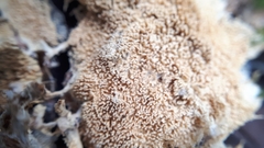 Asterodon ferruginosus