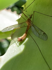 Tipula bezzii
