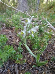 Chloraea magellanica