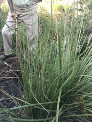 Capeochloa cincta