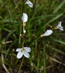 Cardamine penduliflora