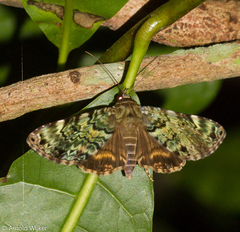Coenipeta aniloba